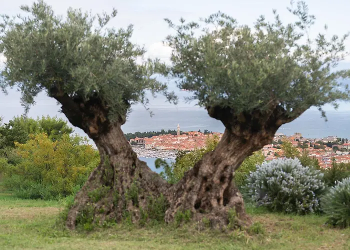 ヴィラ Villa Izola イゾラ